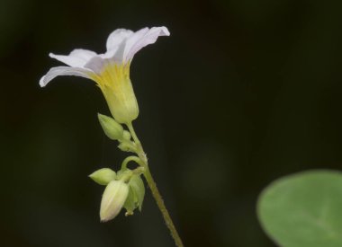 white oxalis oregana weed