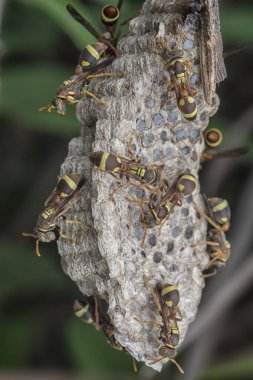 kağıt wasp ve yuva