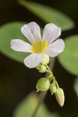 white oxalis oregana weed