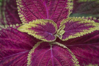 coleus yaprağı ile yakın çekim.