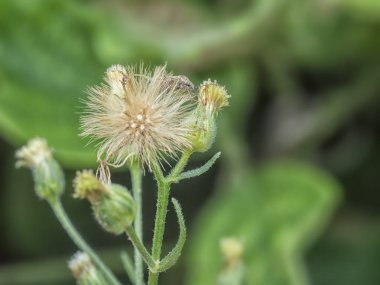 wild conyza canadensis weed