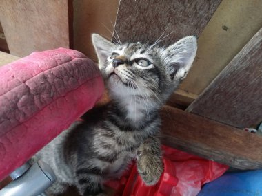 sevimli pisi tek başına oynuyor