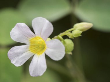 white oxalis oregana weed