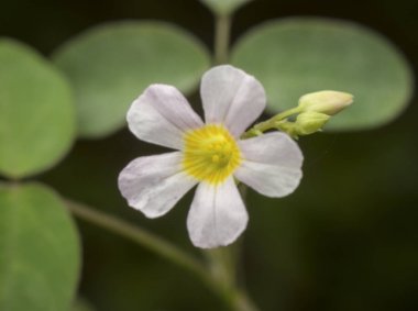 white oxalis oregana weed