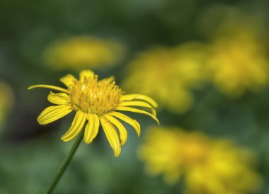 güzel sarı euryops çiçek