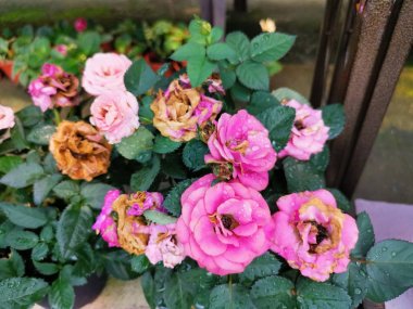 withering petal rose flowers