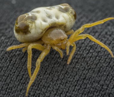 küçük kuş gübresi örümcek