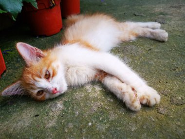 kitty yerde döşeme 