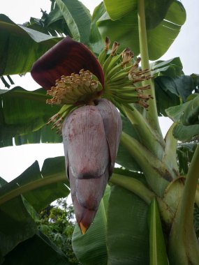 ağaçta asılı muz