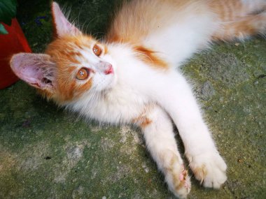 kitty yerde döşeme 