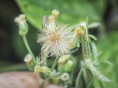 wild conyza canadensis weed