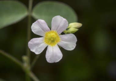 white oxalis oregana weed