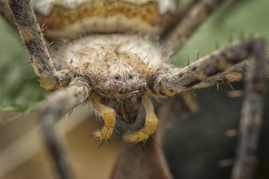 yellow orb web spider