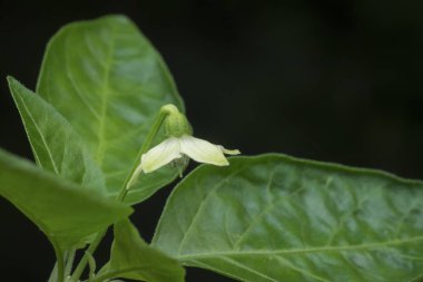 wild chilli padi plant