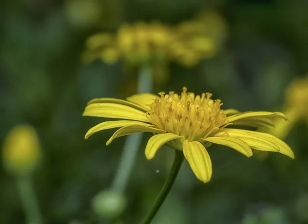 Hermosa Flor Euryops Amarillo — Foto de Stock