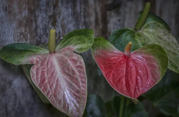 Yapraklı Antoryum Houseplant Çiçek — Stok fotoğraf