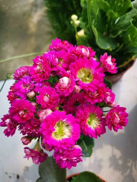 Rote Begonie Rosenblüte — Stockfoto