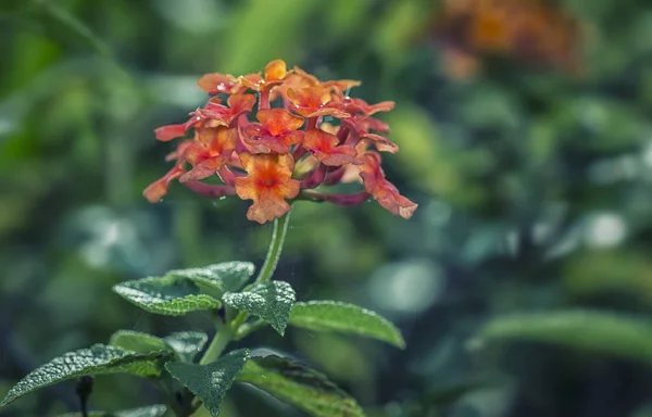 Барвиста Квітка Латана — стокове фото