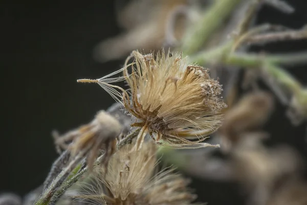 Divoká Conyza Canadensis Plevel — Stock fotografie