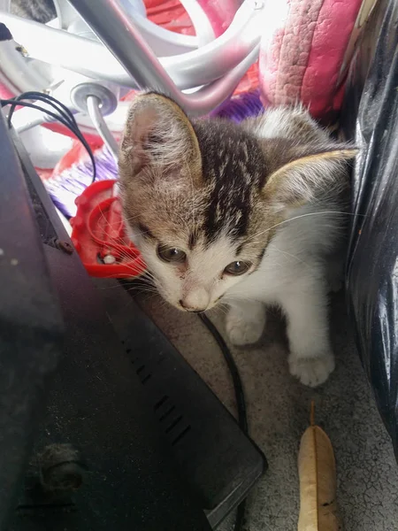 Gatinho Bonito Jogar Sozinho — Fotografia de Stock