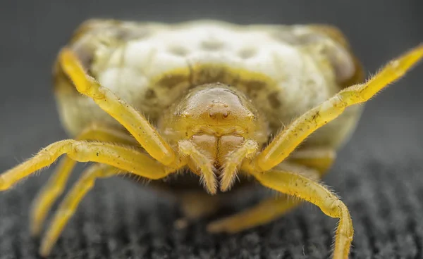 Pequena Aranha Estrume Pássaro — Fotografia de Stock