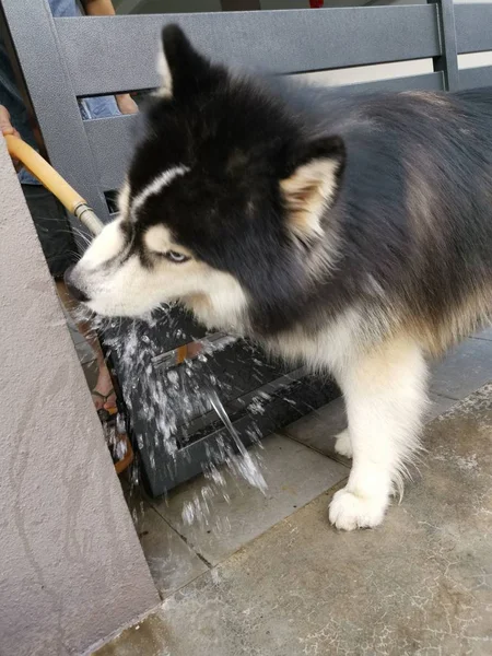 Husky Perrito Pasillo — Foto de Stock