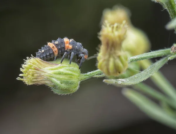 Larvas Diminutas Mariquitas Salvajes — Foto de Stock