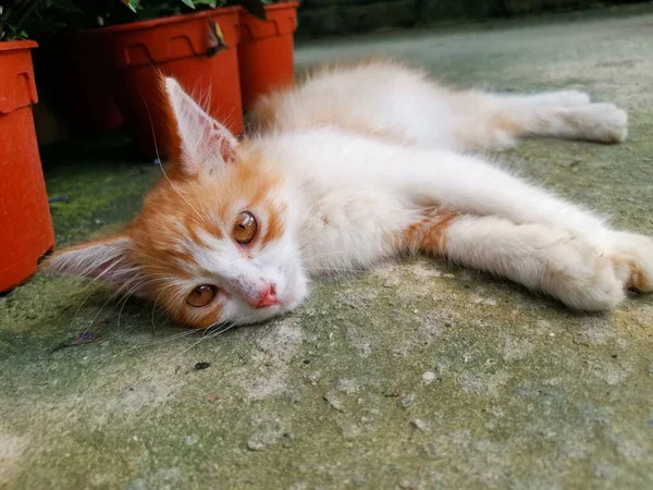 Gatinho Deitado Chão — Fotografia de Stock