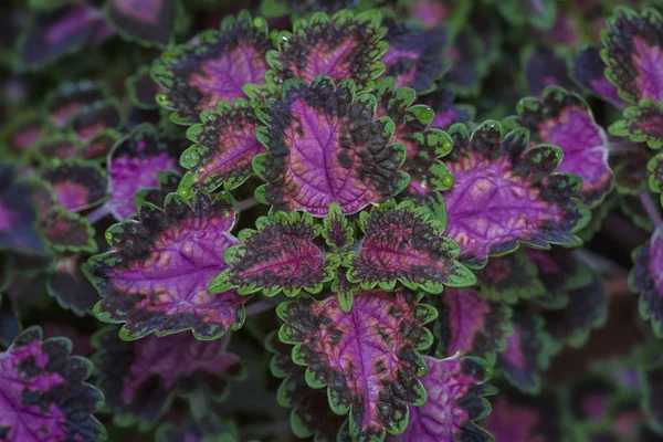 Coleus Yaprağı Ile Yakın Çekim — Stok fotoğraf