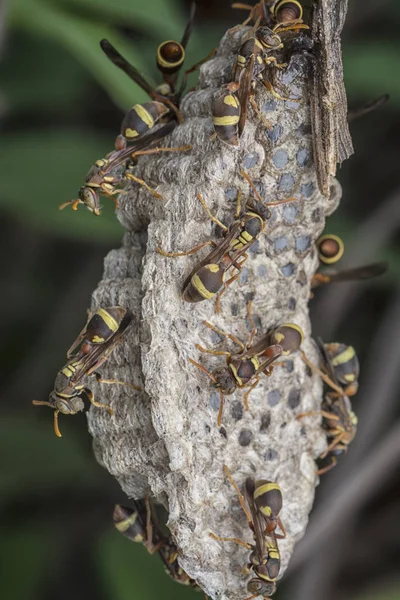 Papierwespe Und Nest — Stockfoto