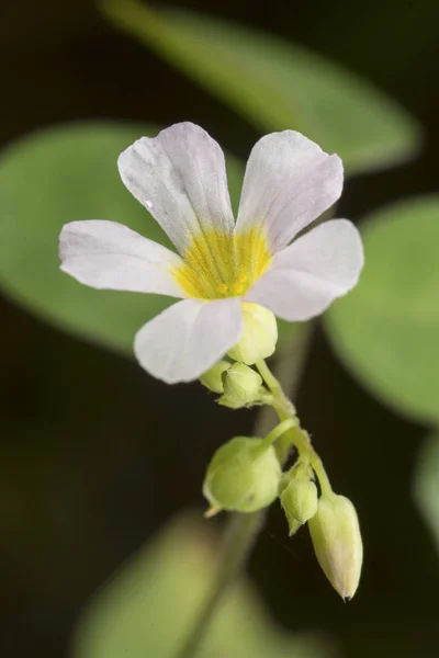 Bílá Oxalis Oregana Plevel — Stock fotografie