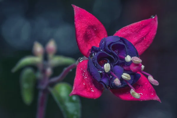 Closeup Red Violet Fuchsia — Stock Photo, Image
