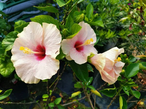 Wiele Kolor Hibiskus Kwiat — Zdjęcie stockowe