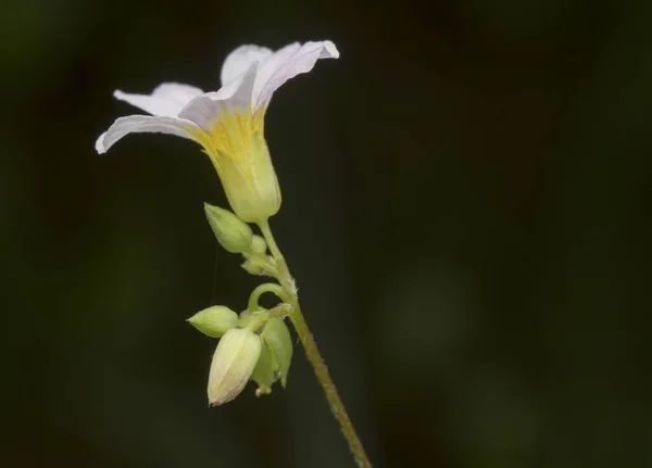 Fehér Oxalis Oregana — Stock Fotó