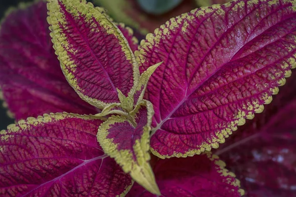 Close Met Coleus Leafs — Stockfoto