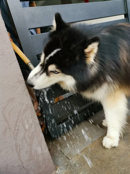 Husky Doggy Auf Dem Flur — Stockfoto