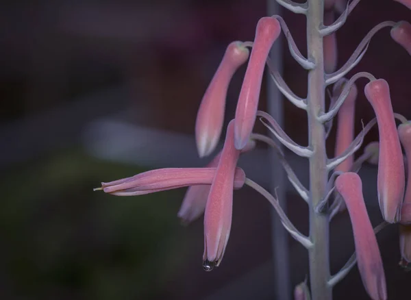 Aloe Vera Çiçek Ile Yakın — Stok fotoğraf