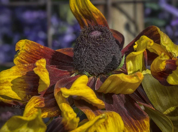 Крупним Планом Жовтою Квіткою Конуса — стокове фото