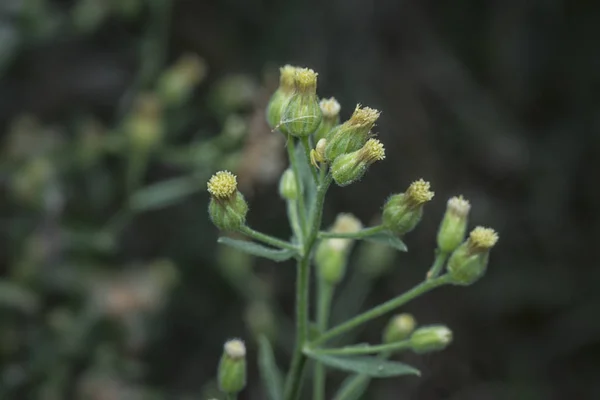 Conyza Canadensis Erva Daninha Selvagem — Fotografia de Stock