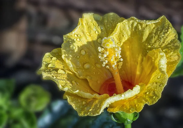 Красива Пелюстка Квітки Гібіскуса — стокове фото