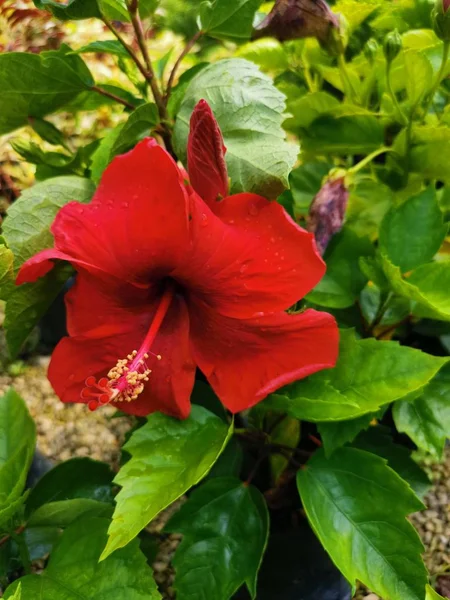 Gyönyörű Vörös Hibiszkusz Virág — Stock Fotó