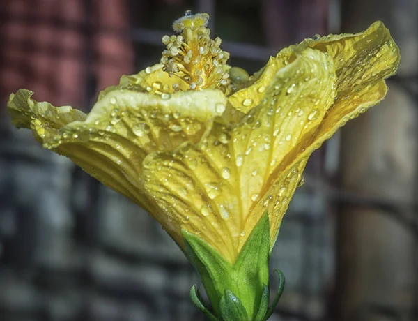 Красива Пелюстка Квітки Гібіскуса — стокове фото