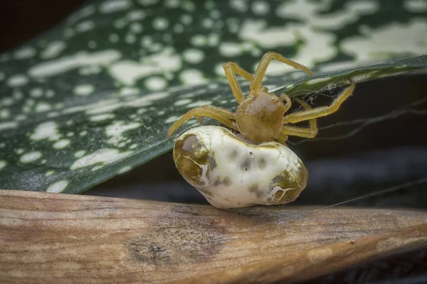 Pequena Aranha Estrume Pássaro — Fotografia de Stock