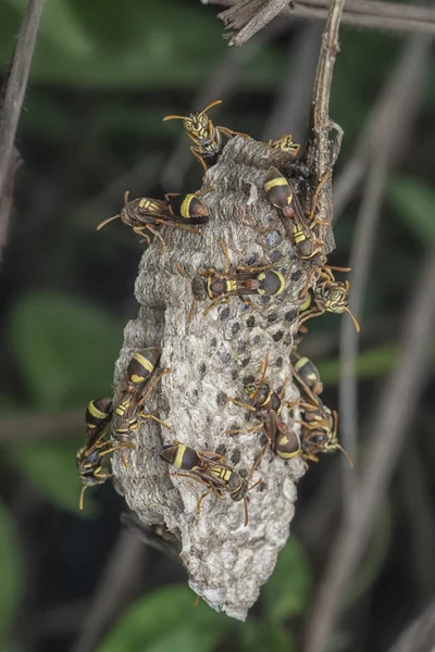 Papierwespe Und Nest — Stockfoto