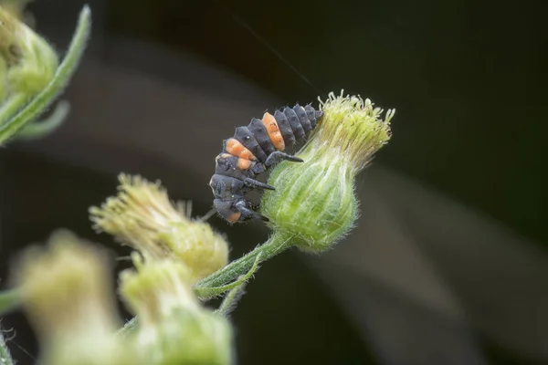 Pequenas Larvas Joaninhas Selvagens — Fotografia de Stock