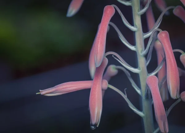 Aloe Vera Çiçek Ile Yakın — Stok fotoğraf