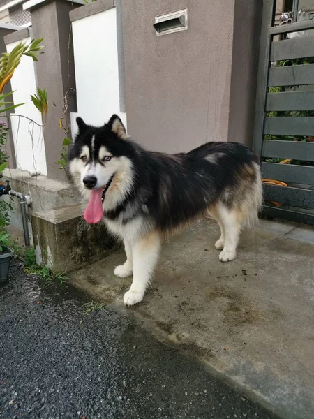 Cão Peludo Corredor — Fotografia de Stock