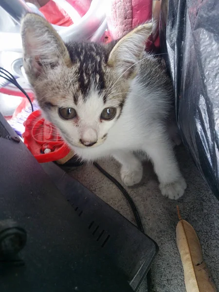 Gatinho Bonito Jogar Sozinho — Fotografia de Stock