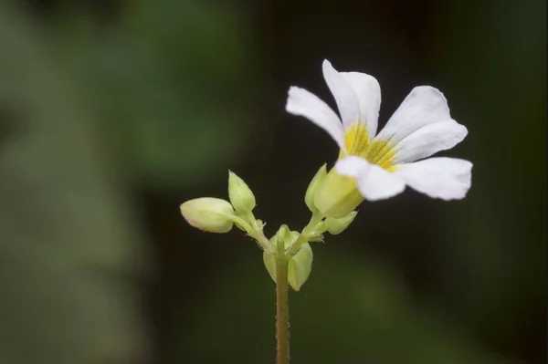 Witte Oxalis Oregana Onkruid — Stockfoto