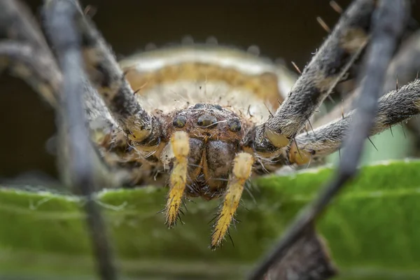 Yellow orb web spider — Stock Image Yellow Orb Web Spider Royalty Free Stock Images